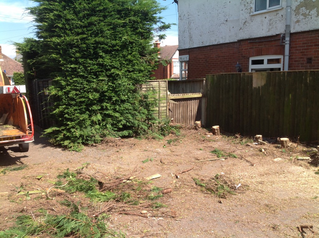 IOW Tree Work and Stump Removal Isle of Wight Tree Surgeons